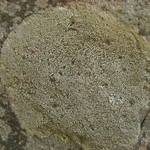 Lecidella stigmatea