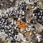 Lecidella stigmatea