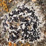 Lecidella stigmatea