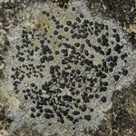 Lecidella stigmatea