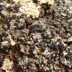 Lecidella wulfenii