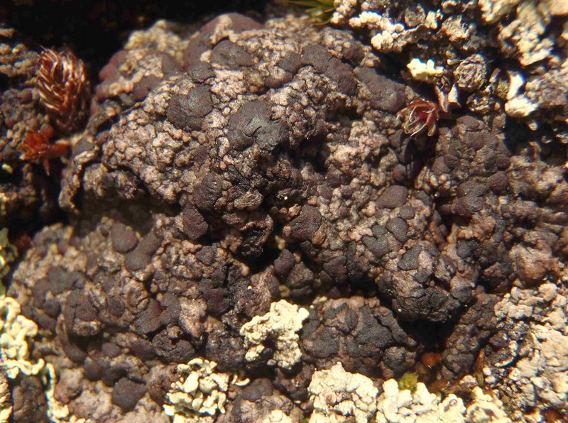 Lecidoma demissum