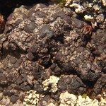 Lecidoma demissum