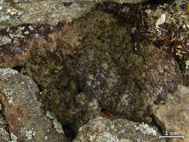 Lecidoma demissum