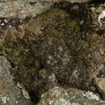 Lecidoma demissum