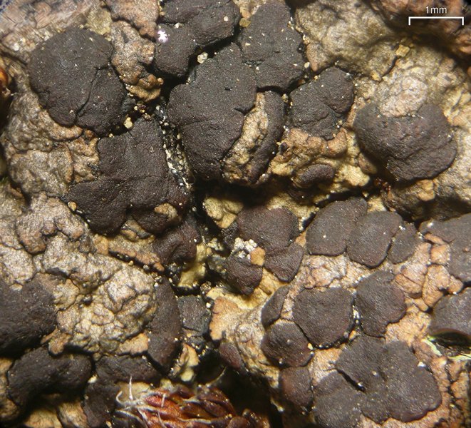Lecidoma demissum