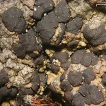 Lecidoma demissum