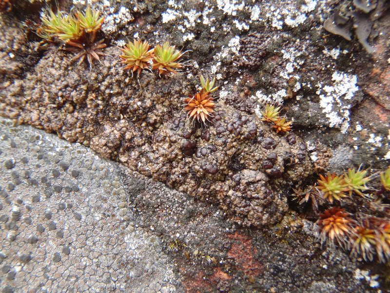 Lecidoma demissum