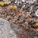 Lecidoma demissum
