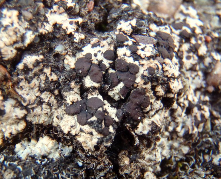Lecidoma demissum