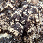 Lecidoma demissum
