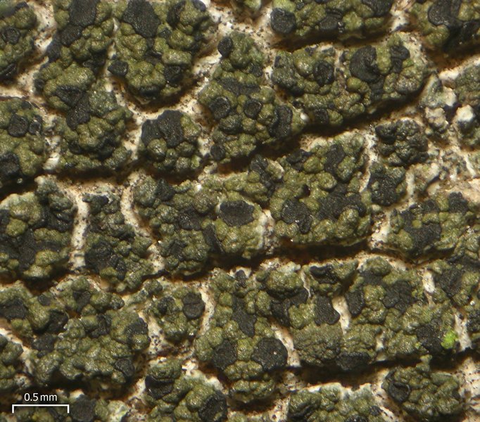 Leimonis erratica