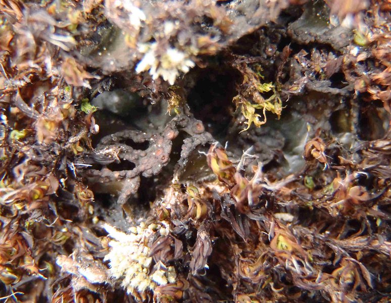 Lempholemma chalazanum