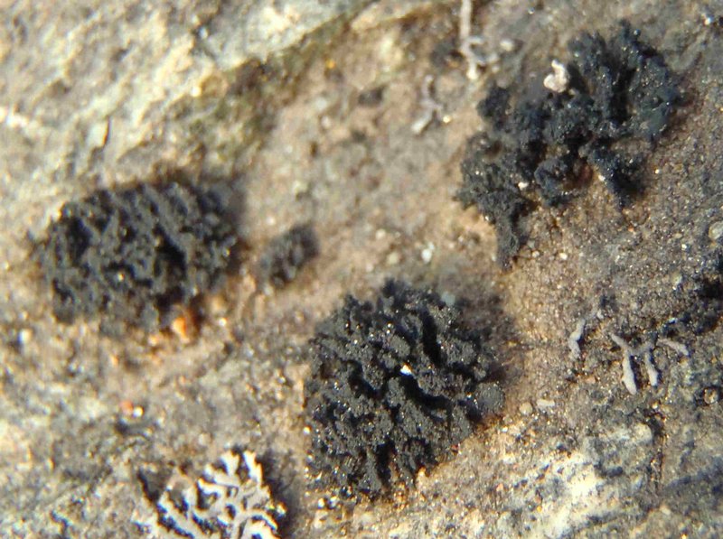 Lempholemma cladodes