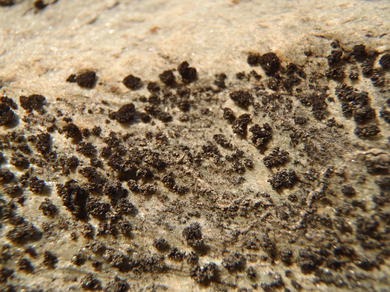 Lempholemma cladodes