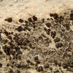 Lempholemma cladodes