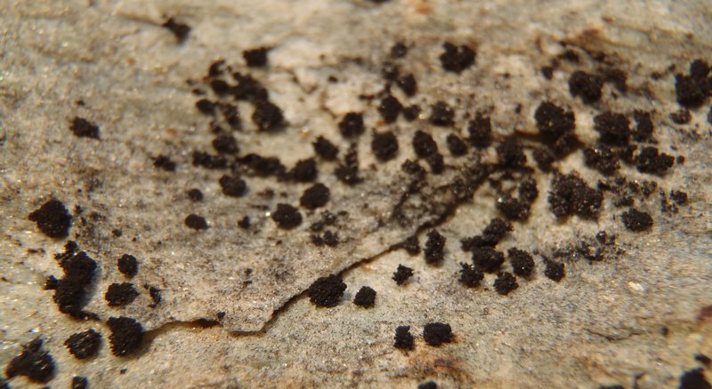 Lempholemma cladodes
