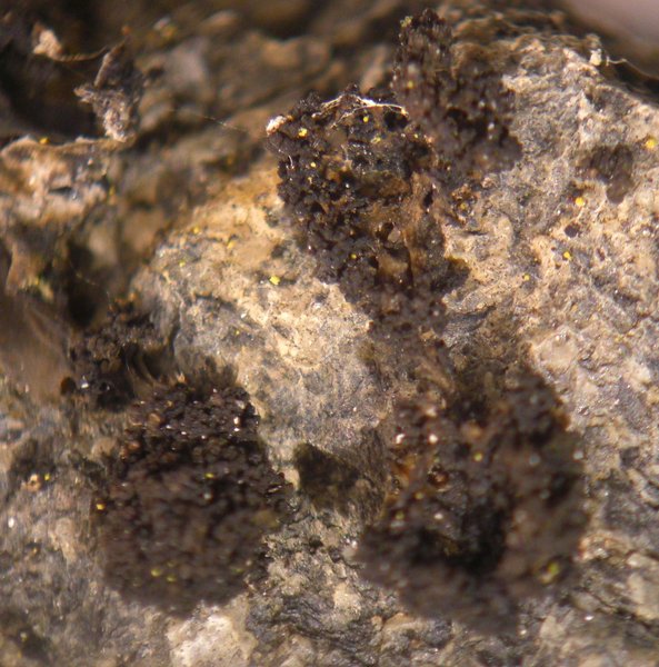 Lempholemma cladodes