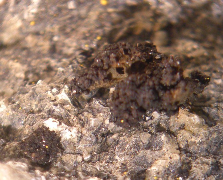 Lempholemma cladodes