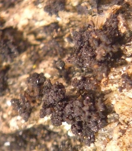 Lempholemma cladodes
