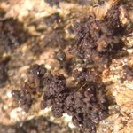 Lempholemma cladodes