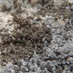 Lempholemma degelianum