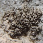 Lempholemma degelianum