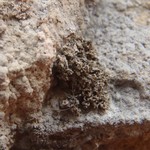 Lempholemma degelianum