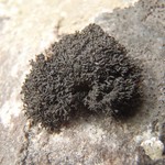 Lempholemma intricatum