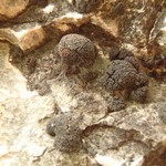Lempholemma intricatum