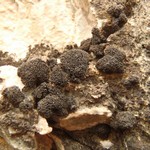 Lempholemma intricatum
