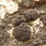 Lempholemma intricatum