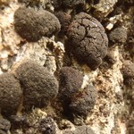 Lempholemma intricatum