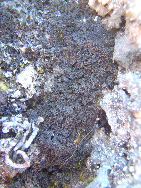 Lempholemma isidiodes