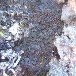Lempholemma isidiodes