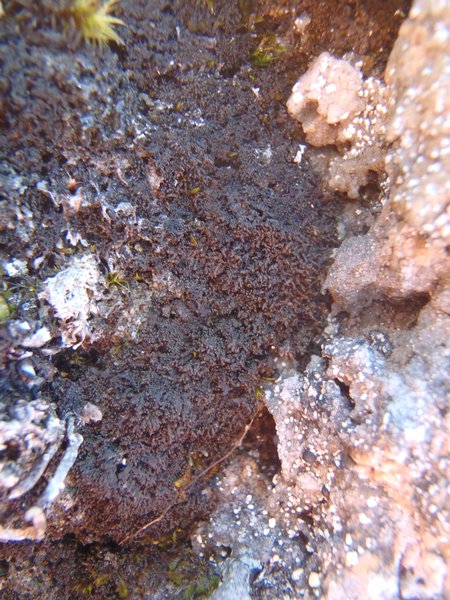 Lempholemma isidiodes