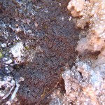 Lempholemma isidiodes