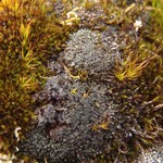 Lempholemma polyanthes