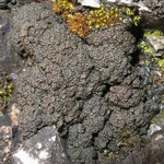 Lempholemma polyanthes
