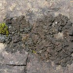 Lempholemma polyanthes