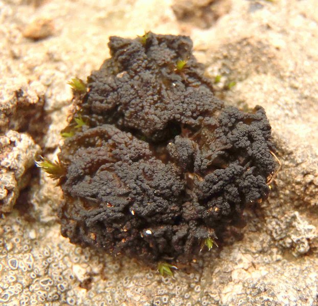 Lempholemma polyanthes