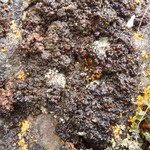 Lempholemma polyanthes