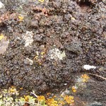 Lempholemma polyanthes