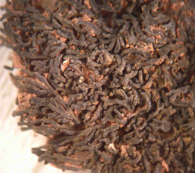 Lempholemma radiatum