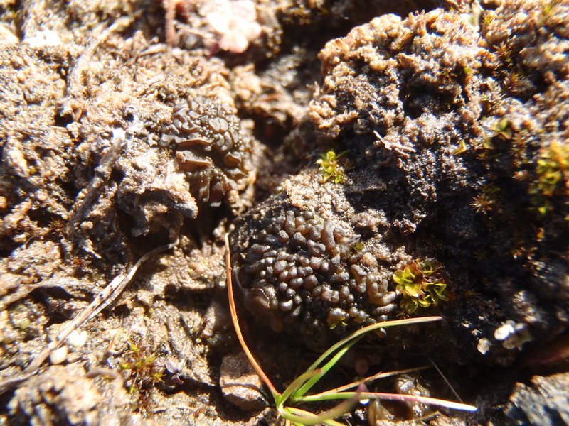 Lempholemma radiatum