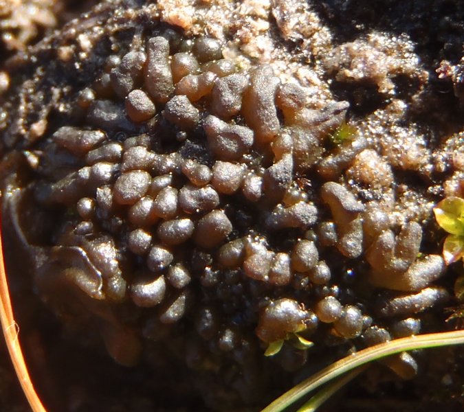Lempholemma radiatum