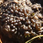 Lempholemma radiatum