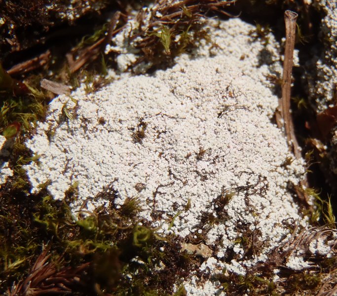Lepraria alpina