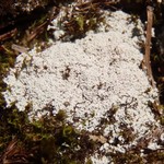Lepraria alpina