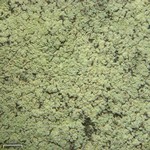 Lepraria barbatica